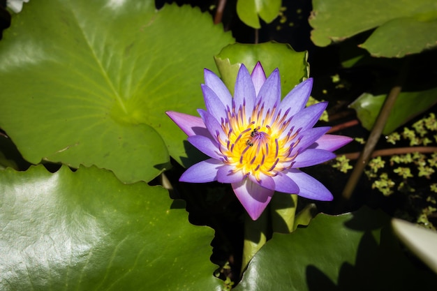 Seerose, Lotus im Teich