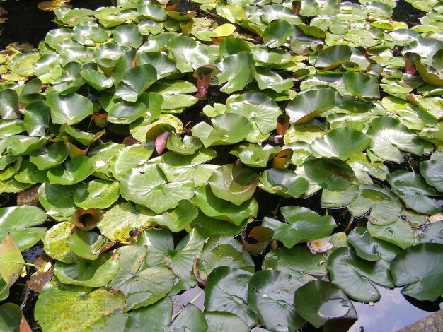 Seerose Nimphaea