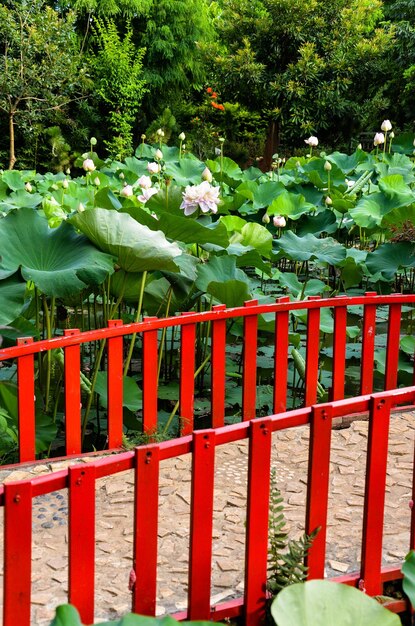 Seerose Nymphaea Tetragona