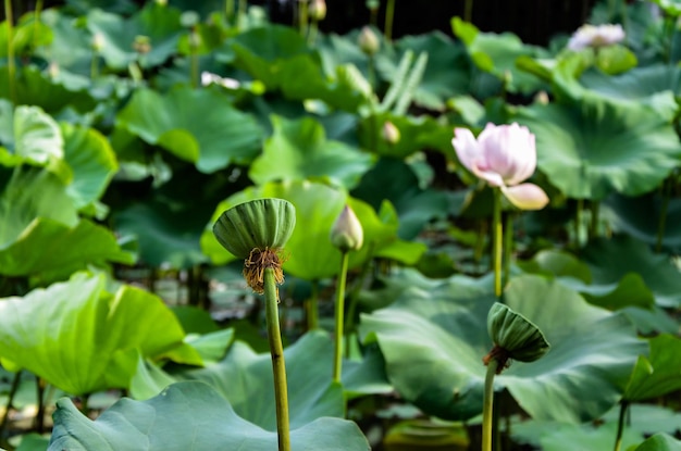 Seerose Nymphaea Tetragona