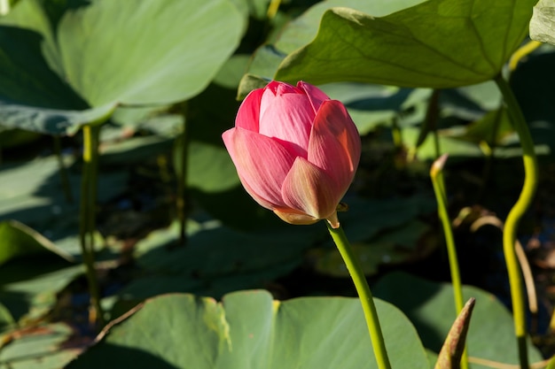 Seerose oder Lotusblume, rosa Blumen, die im Wasser wachsen.