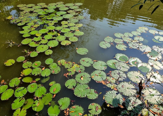 Seerose oder Lotusgrünblätter im Teich