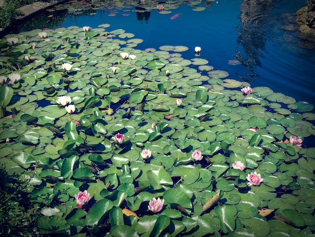 Seerose Pflanze Nymphaea