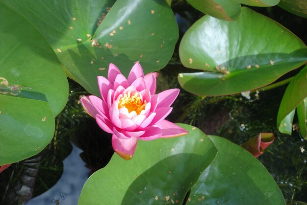 Seerosenblüten in einem Teich