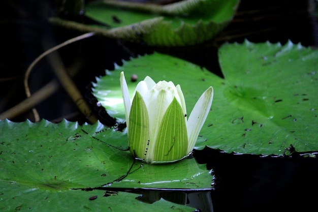 Seerosenblume im Teich