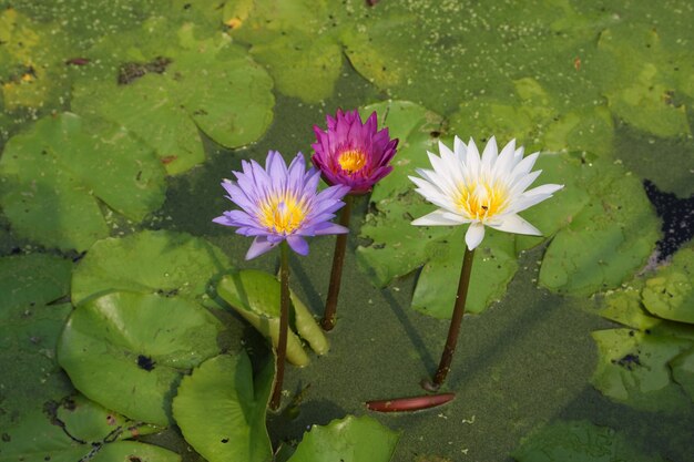 Seerosenblumen, die auf Teich blühen