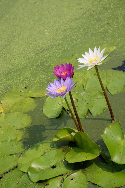 Seerosenblumen, die auf Teich blühen