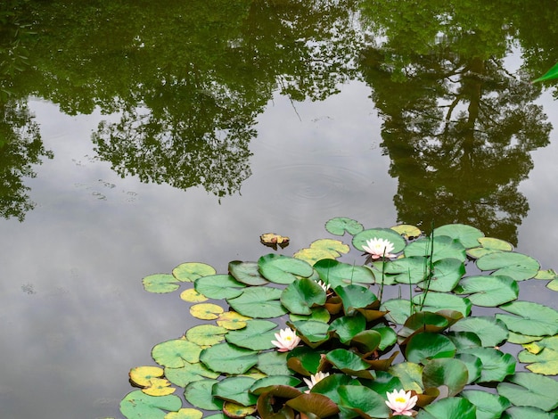 Seerosenhintergrund Seerosen mit grünen Blättern im Teich Link blossomSummer Hintergrund