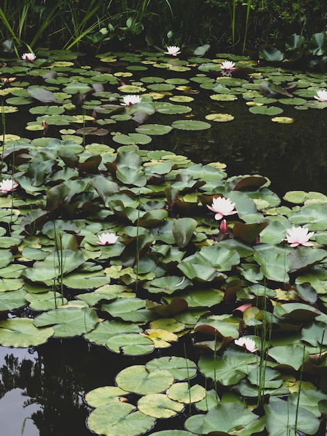 Seerosenhintergrund Seerosen mit grünen Blättern im Teich Link blossomSummer Hintergrund