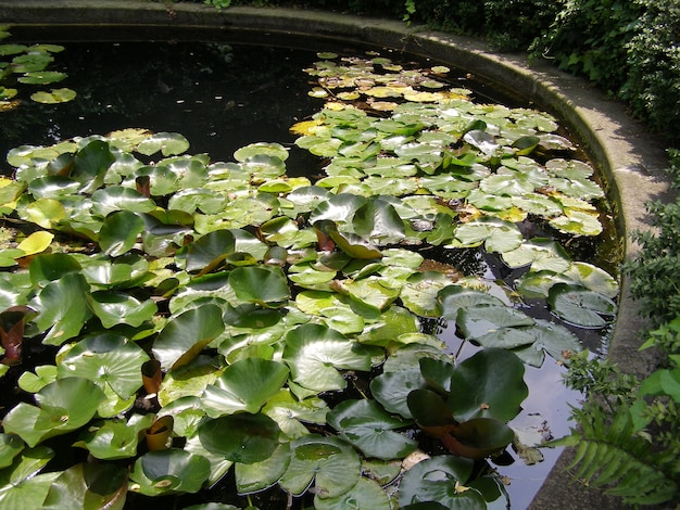 Seerosenpflanze (Nymphaea) in einem Teich