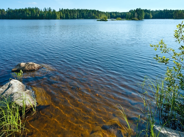 Seesommerblick mit Wald am Rande