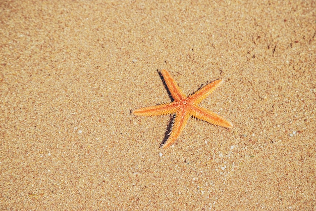 Seestern am Strand auf dem Sand