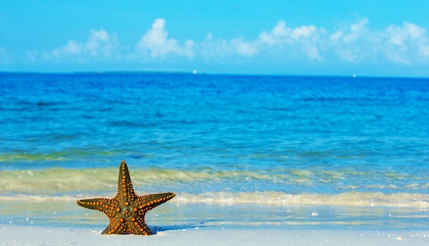 Seestern am Strand Hintergrund