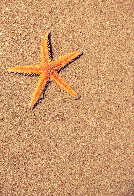 Seestern am Strand im Sand