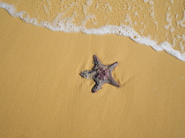 Seestern am Strand