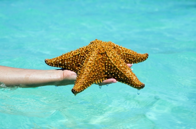 Seestern in der Hand im Meer