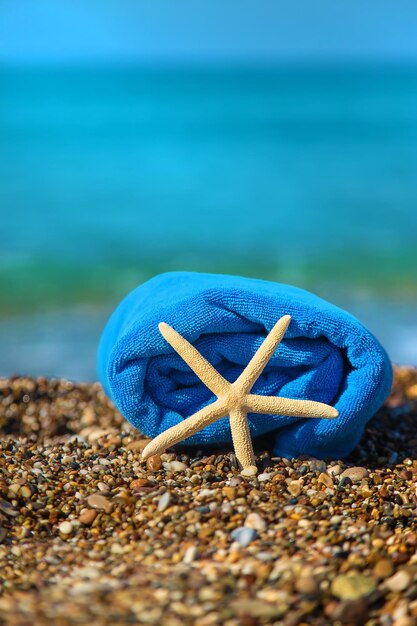 Seesterne am Strand. Selektiver Fokus.