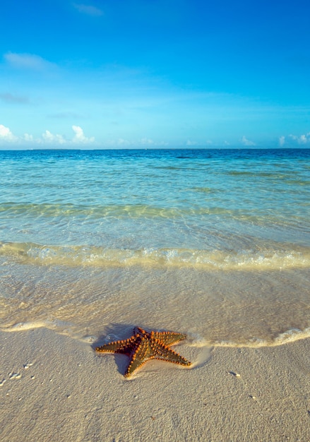 Seesterne am Strand