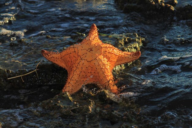 Foto seesterne im meer