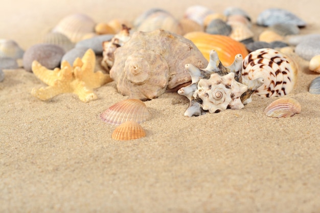 Seesterne und Muscheln Nahaufnahme auf Sand Hintergrund