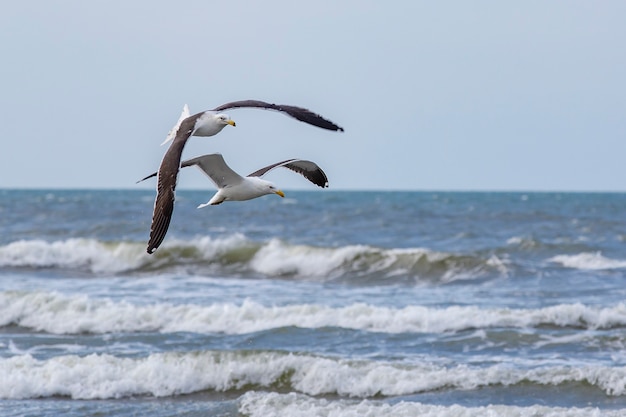 Seetang Möwen Angeln am Rande des Strandes