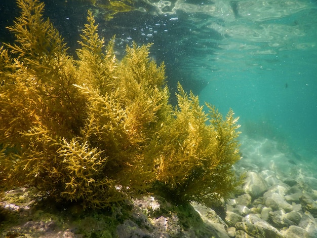 Seetangwald, Seetang Unterwasser, Seetang Flachwasser nahe der Oberfläche