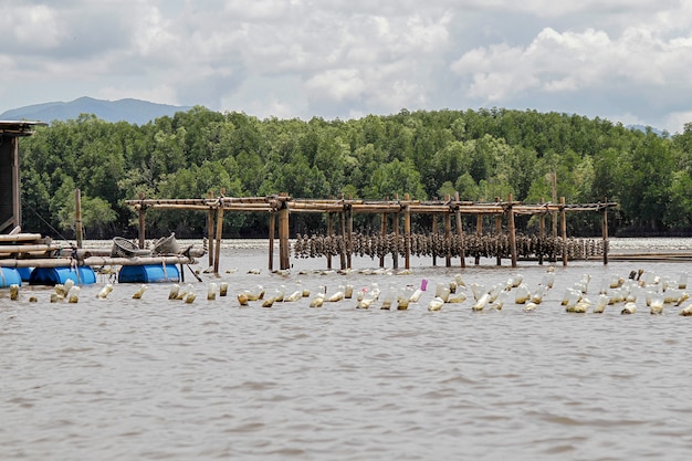 Seetierfarm nahe Fischerdorf in Chantaburi bei Thailand