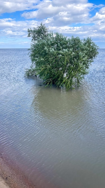 Seeufer, Hochwasser, überschwemmter Baum