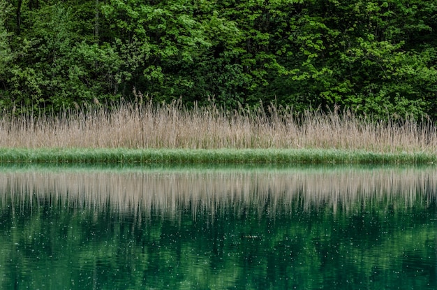 Seeufer mit Reflexion von Schilf