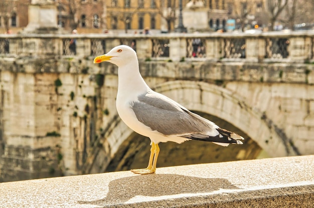 Foto seevogel in der stadt rom in italien