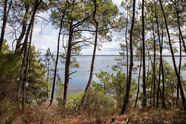 Seewald wilder Naturstrand in Maubuisson Carcans in Gironde Aquitanien französisch