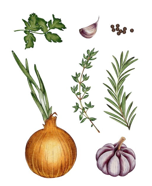 Sef de cebolla ajo romero tomillo orégano y cilantro perfecto para empaquetar menús y libros de cocina