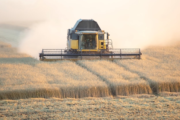 La segadora está cosechando trigo en el campo. preparación de granos. agronomía y agricultura.