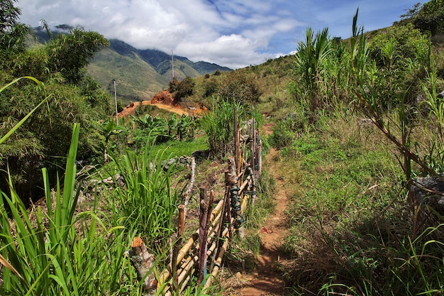 El seguimiento en el valle de Wamena, Papua, Indonesia