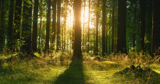 Seguindo um caminho em uma bela floresta verde de verão com gloriosos raios de sol caindo através da névoa e das árvores o vídeo foi tirado do carrinho deslizante raios de sol iluminam o chão da floresta