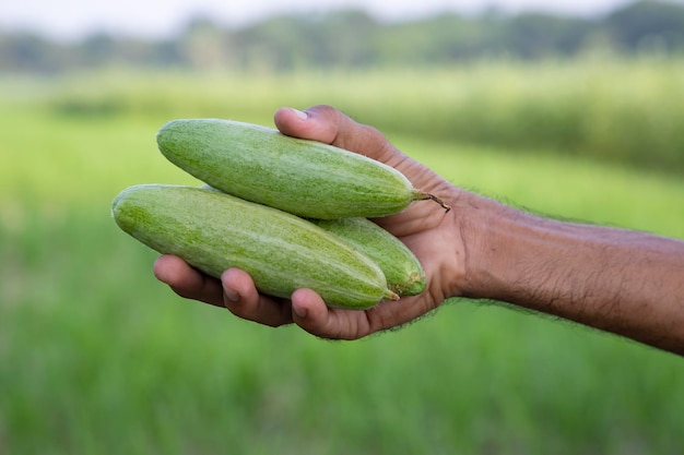 Segurando a cabaça pontiaguda verde crua com uma profundidade rasa de foco seletivo de campo