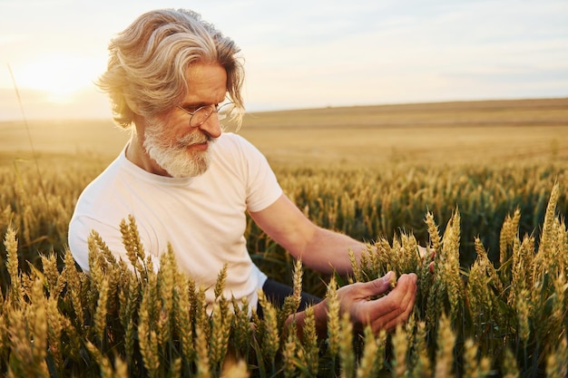 Segurando a colheita nas mãos Homem elegante sênior com cabelos grisalhos e barba no campo agrícola