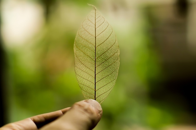 Segurando a folha de natureza transparente na natureza fundo verde