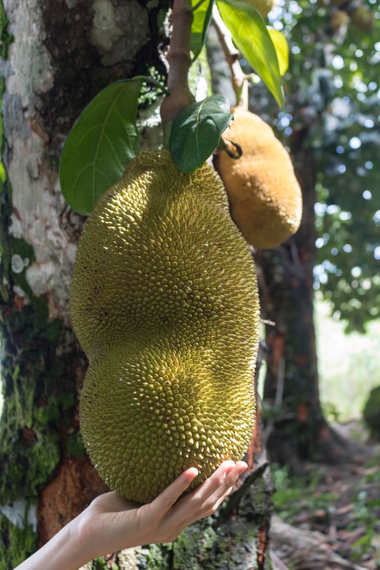Foto segurando a jaca como jaca pendurada em uma jaqueira fruta famosa do brasil espécie artocarpus heterophyllus