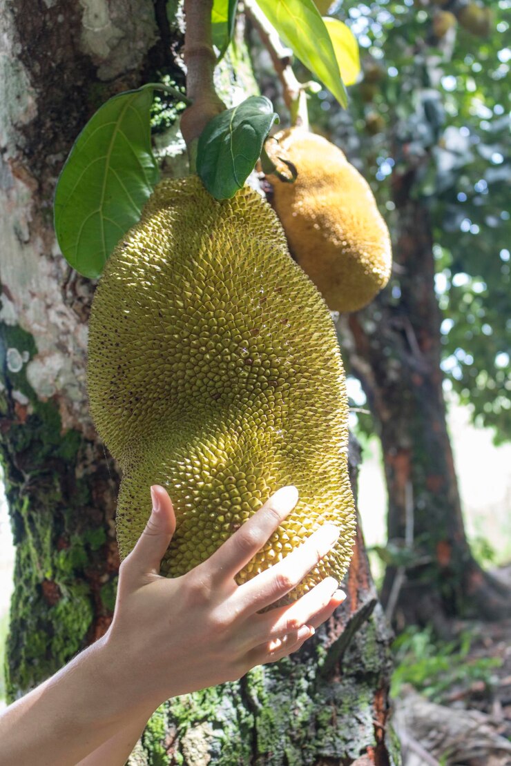Foto segurando a jaca como jaca pendurada em uma jaqueira fruta famosa do brasil espécie artocarpus heterophyllus