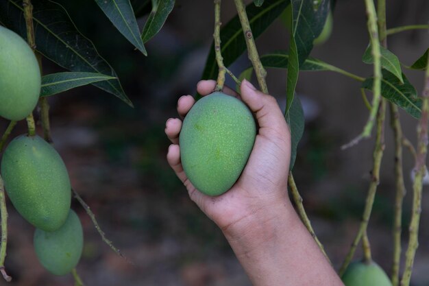 Segurando a manga verde crua no galho da árvore pendurada