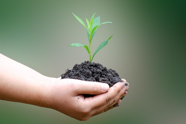 Segurando a planta verde na mão com fundos verdes naturais o conceito de crescimento da planta