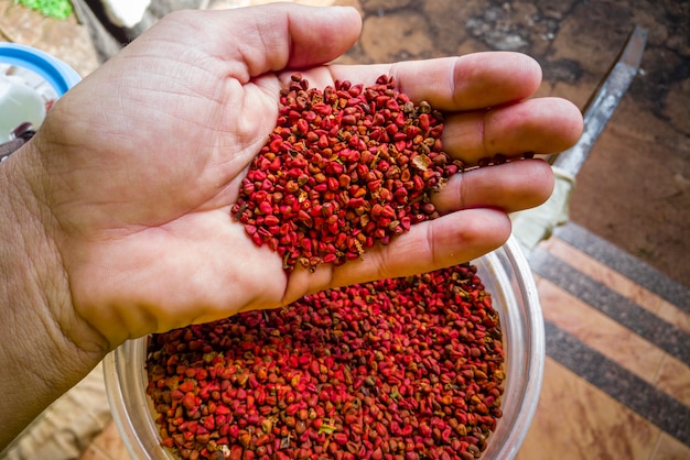 Segurando grãos de urucum na mão.