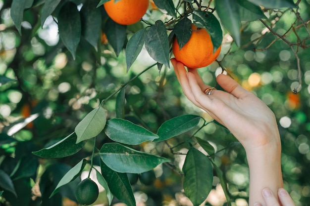 Segurando laranja na árvore