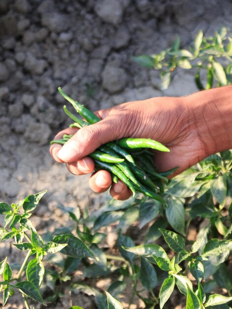 Foto segurando pimentas verdes frescas