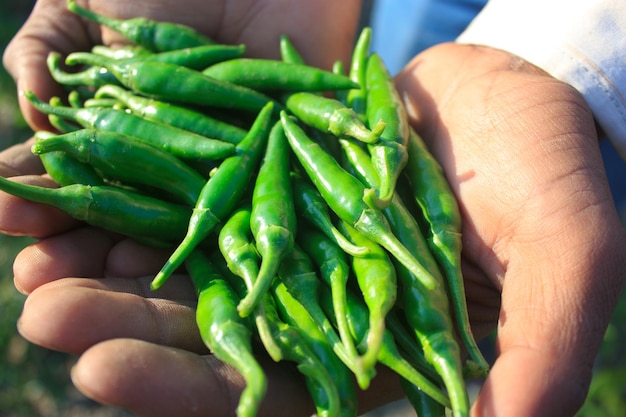 Segurando pimentas verdes frescas