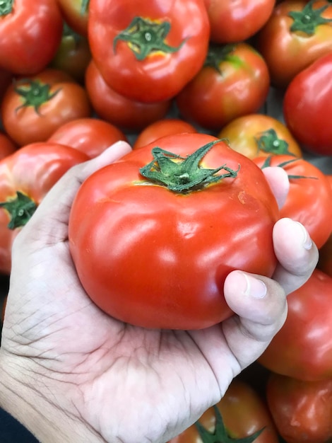 Segurando tomates vermelhos frescos colhidos no jardim Frutas e vegetais colhidos frescos e apetitosos Prontos para serem vendidos no mercado