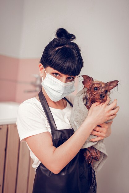 Segurando um cachorro bonito. Mulher jovem de olhos escuros segurando um cachorro fofo na toalha depois de se preparar e lavar