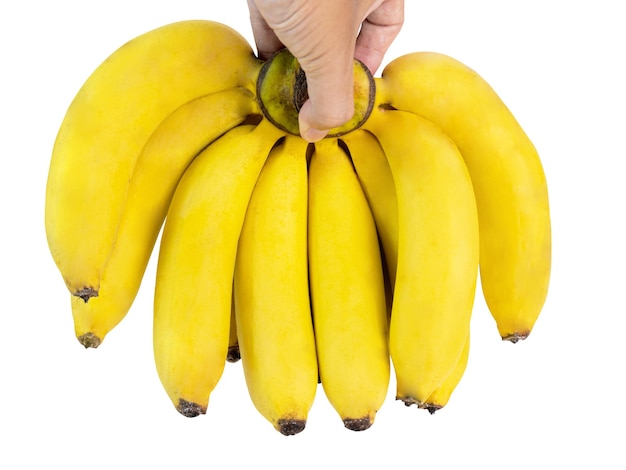 Segurando uma banana 1 pente amarelo dourado maduro pronto para comer rico em nutrientes Muito efeito grande efeito filmado no estúdio em um fundo branco caminhos de recorte incluídos e espaço de cópia isolado