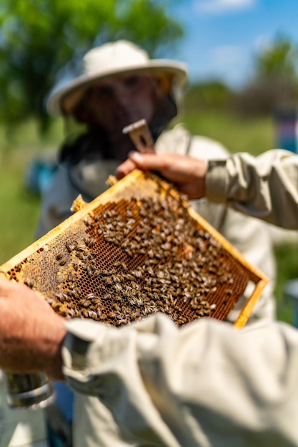 Segurando uma célula de mel com abelhas apicultor segurando uma moldura de madeira com mel